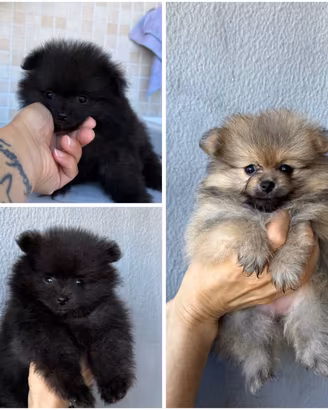 Spitz di Pomerania
