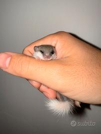 Mini ghiro