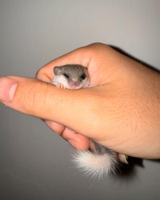 Mini ghiro