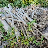 legna da ardere secca mista