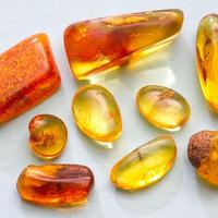 Ambra baltica levigata con inclusioni VIII lotto