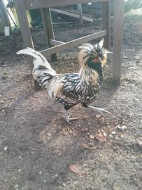 Gallo