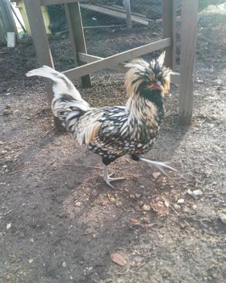 Gallo