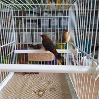 Bengalino moscato.prezzo 100 la coppia