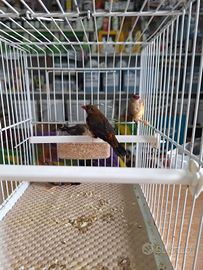 Bengalino moscato.prezzo 100 la coppia