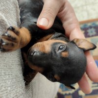 Pinscher nano