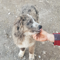 Cuccioli incrocio pastore lagorai