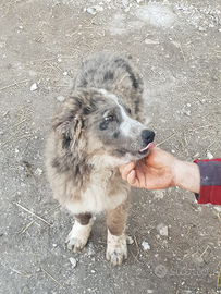 Cuccioli incrocio pastore lagorai