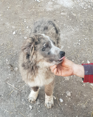 Cuccioli incrocio pastore lagorai