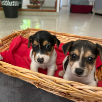 Cuccioli di Jack russel