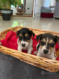 Cuccioli di Jack russel