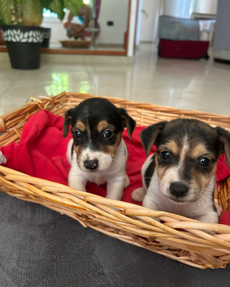 Cuccioli di Jack russel