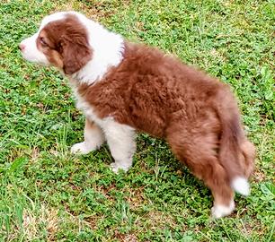 Cucciolo australiano con pedigree