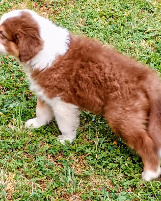 Cucciolo australiano con pedigree