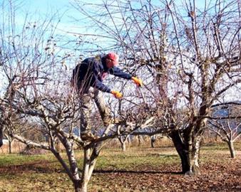 Manutenzione del Verde