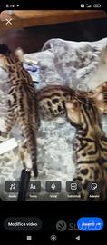 Gatti bengal