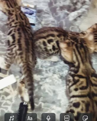 Gatti bengal