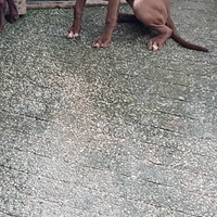 Cucciole American Pitbull terrier Red nose