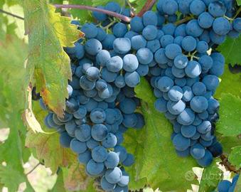 vigna di uva bovale