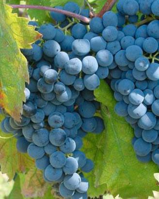 vigna di uva bovale