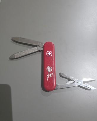 Wenger rosa