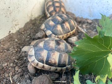 Testuggine marginata sarda