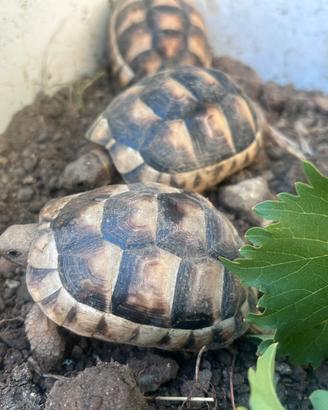 Testuggine marginata sarda