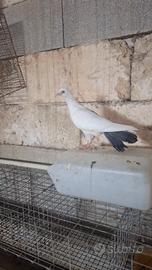 Piccioni