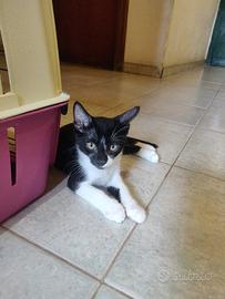 Teddy gattino 2 mesi