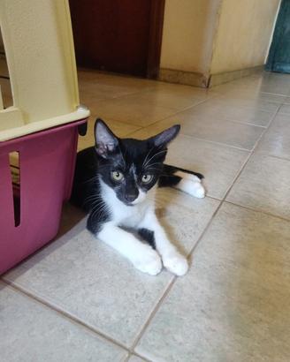 Teddy gattino 2 mesi
