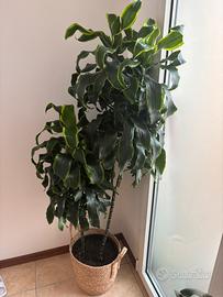 Pianta Tronchetto + Coprivaso