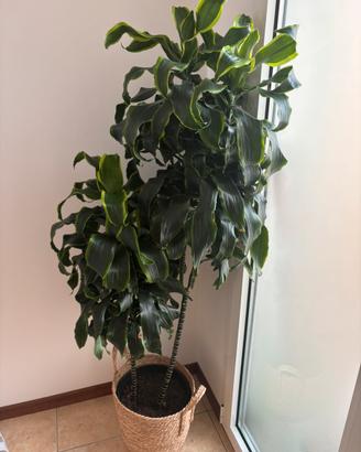 Pianta Tronchetto + Coprivaso