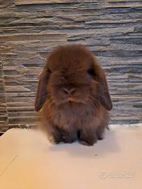 Minilop vari colori cuccioli ariete