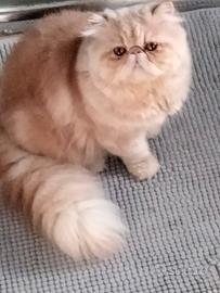 Gatto persiano per accoppiamento