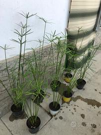 Piante di falso papiro