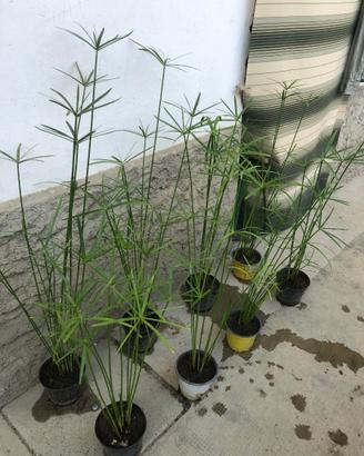 Piante di falso papiro