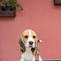 Ultimi Beagle disponibili