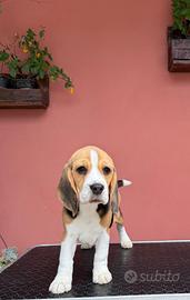 Ultimi Beagle disponibili