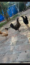 Galline e galli nanne 