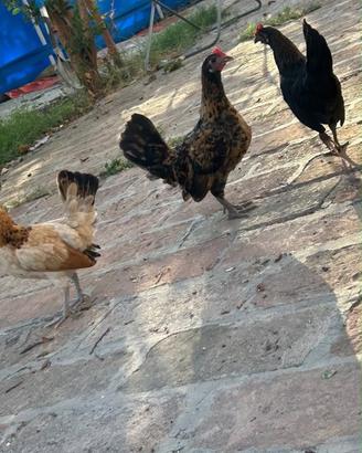 Galline e galli nanne 