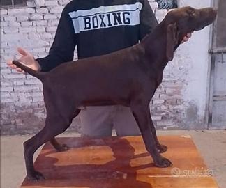 Vendita cucciolo Kurzhaar a Carpenedolo di 6 mesi