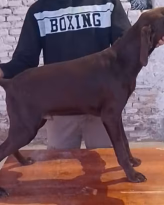 Vendita cucciolo Kurzhaar a Carpenedolo di 6 mesi