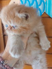 Gattino Persiano