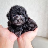 Maltese mini toy