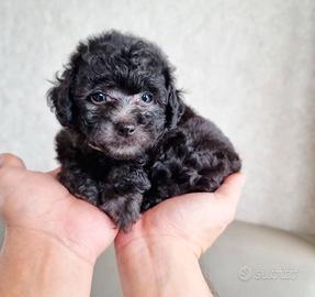 Maltese mini toy