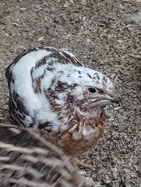 Quaglie