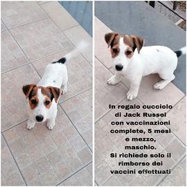 Cucciolo jack Russel