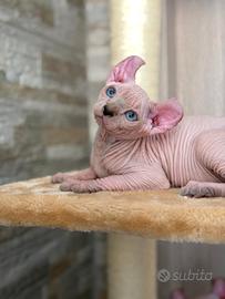 Splendidi cuccioli pura razza Canadian Sphynx 