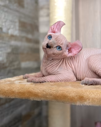 Splendidi cuccioli pura razza Canadian Sphynx 