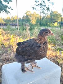 Pulcinotti Marans e Olive egger